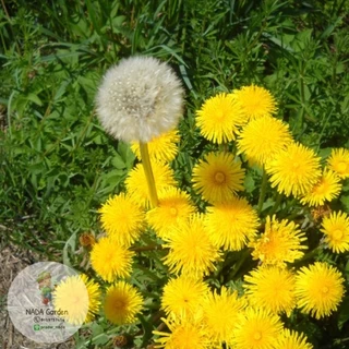 เมล็ดพันธุ์แดนดิไลออน Dandelion บรรจุ250เมล็ด อัตราการงอกสูง