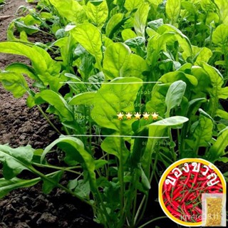 สลัดผักใบใหญ่20เมล็ดรวมทั้งหมด20กิโล/seeds/มะละกอ/เสื้อ/มักกะโรนี/สร้อยข้อมือ/เมล็ดพืช/เด็ก/ กุห่า H0AS