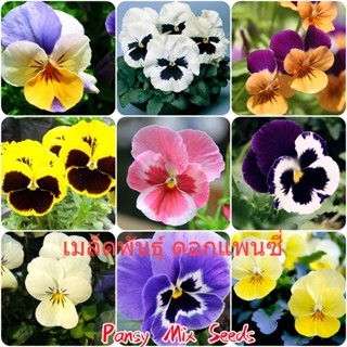 Pansy Seeds Plant Flower 1 แพ็ค 100 แคปซูล เมล็ดพันธุ์ ดอกแพนซี่  เมล็ดพันธุ์ กระถ่างต้นไม้ ต้นไม้มงคลสวยๆ ต้นไม้ประดับ