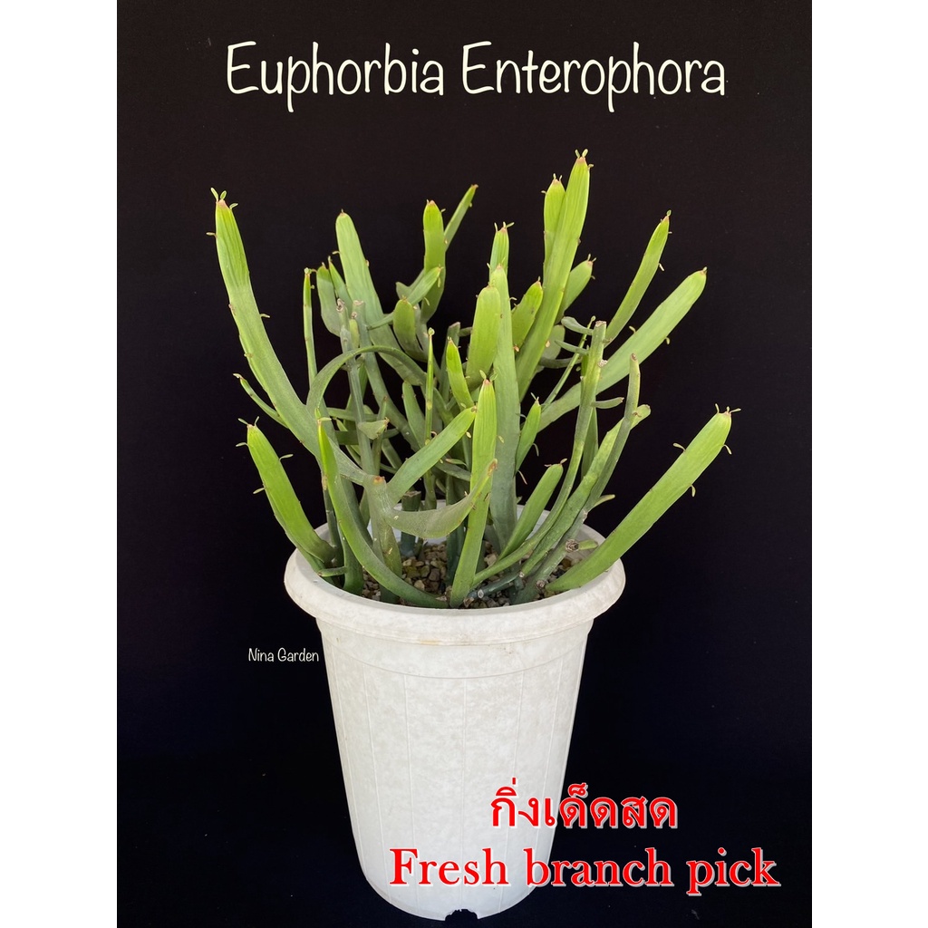 Euphorbia Enterophora *กิ่งเด็ดสด* แคคตัส ไม้อวบน้ำ Cactus and Succulent