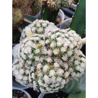 🌵แมมขนนกสโนว์ (หน่อเด็ดสด)mammillaria plumosa cv snow🌵