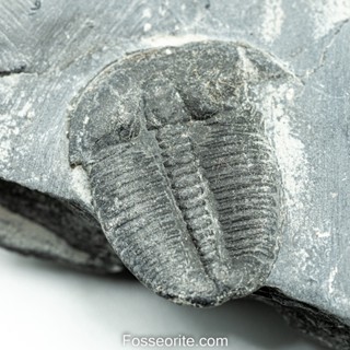 [อายุกว่า 505 ล้านปี!!!] #239 ฟอสซิล ไทรโลไบต์ Elrathia Kingi Trilobite ของแท้ ขนาดเล็ก บน Matrix จาก USA