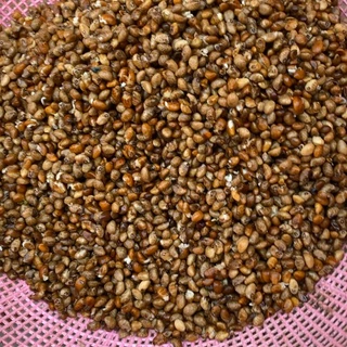 ชุดปลูกต้นอ่อนผักบุ้งเรียวไผ่ ซื้อ 5 แถม 1 เมล็ดใหม่ อัตราการงอกสูง 90% เมล็ดพันธุ์ เมล็ดผักบุ้ง