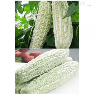 5ชิ้น COD COD-กระพง Micro-Ganda-Bitter Gourd Seedseeds/หมวก/ มะระ/กระโปรง/มะเขือเทศ/มะเขือเทศ/ของเล่น/ลูกฟูก/ JHY5