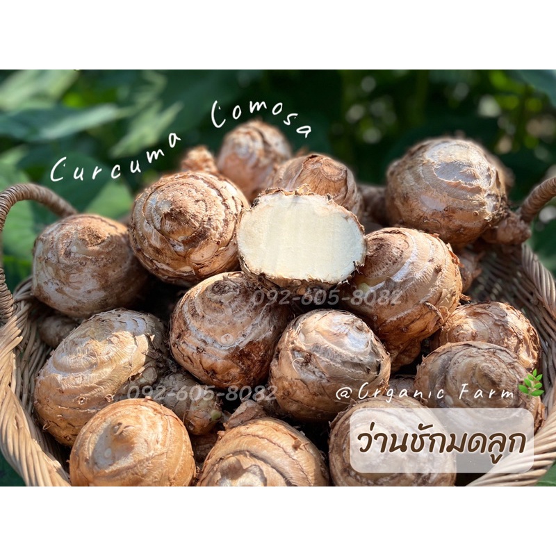 ว่านชักมดลูก ตัวเมีย (1 กิโลกรัม) ปลูกได้ ทานดี : ชักมดลูกสด ว่านชักมดลูกสด