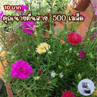 แพรี่เซี่ยงไฮ้ คุณนายตื่นสาย500เมล็ด