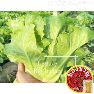 * Strong * Big Italian lettuce vegetable seeds-200 SEED * หม้อที่เป็นมิตร * กระถางต้นไม้, lettuce King, ทัพ-MANGO Garde