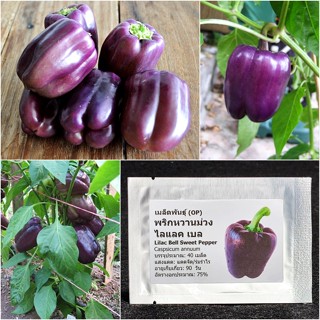 เมล็ดพันธุ์ พริกหวานม่วง ไลแลค เบล Lilac Bell Sweet Pepper Seed 40 เมล็ด คุณภาพดี ราคาถูก ของแท้ 100%