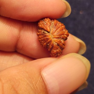 Doble savar rudraksha ที่ไม่เหมือนใคร