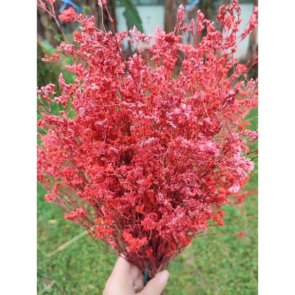 ดอกก็อปปี้ กำละ45บาท มีหลายสีให้เลือกจ้า ❤️ฟรีกล่องพัสดุ❤️