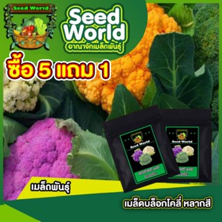 5แถม1เมล็ดบล็อกโคลี่ 5สี 300เมล็ด เมล็ดพันธุ์ผัก เมล็ดพันธุ์ต่างประเทศ ปลูกง่าย อัตราการงอกสูง สีสันสวยงาม อายุการ3เดือน