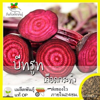 ผลิตภัณฑ์ใหม่ เมล็ดพันธุ์ 2022เมล็ดอวบอ้วน บีทรูท เลือดกระทิง 100 เมล็ด Bulls Blood Beet เมล็ดอวบอ้วนแท้ นำเข้ คล/ขา CG