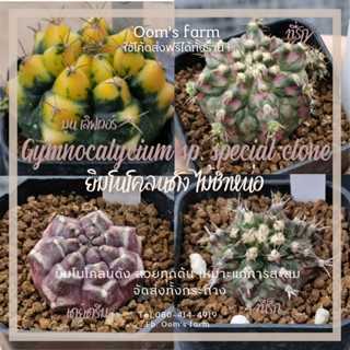 ยิมโนโคลนดัง-Gymnocalycium sp. special clone เดย์ดรีม ทีเร็ก ที่รัก ฯลฯ ไม้ชำหน่อสวยๆ  จัดส่งทั้งกระถาง 🌵♥️