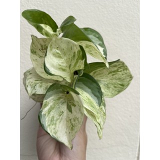 พลูแอปเปิ้ล ( ด่างเทพ ) Epipremnum Aureum สีสวย ลายชัด ลายสวยธรรมชาติ  ใบมนธรรมชาติ ไม้ฟอกอากาศ ไม้ด่างยอดนิยม