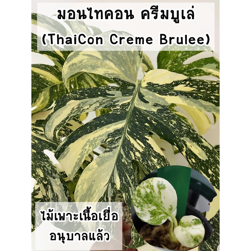 มอนสเตอร่าไทคอนครีมบูเล่ ติดด่างแล้วทุกต้น ไม้เพาะเนื้อเยื่อ (Monstera Thai Constellation - Crème Brûlée)