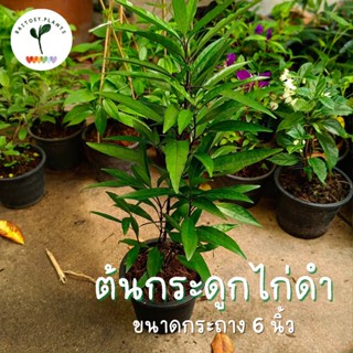 ต้นกระดูกไก่ดำ (สมุนไพร) ขนาดกระถาง 6 นิ้ว