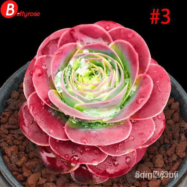 นำเข้า Na Binhi 100ชิ้นภูเขากุหลาบ Aeonium Greenovia Dollsucculents เสื้อ/บ้านและสวน/ เข็มขัด/กางเกง