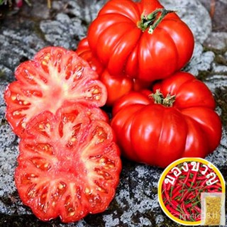 Horseshoe Tomato SEED Heirloom Big Tomato SEED Chaoshan Old Variety Four Seasons Х NAKR