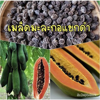 ผลิตภัณฑ์ใหม่ เมล็ดพันธุ์ เมล็ดพันธุ์คุณภาพสูงในสต็อกในประเทศไทยเมล็ดมะละกอแขกดำดำเนิน ชุดละ50เมล็ดจัดส่งได้ทุกเ/สวนครัว