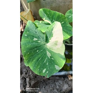 Colocasia Milky way (ใบกลม)