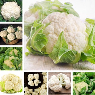 （คุณภาพสูง เมล็ด）กะหล่ำดอก（Cauliflower seeds）200เมล็ดพันธุ์คุณภาพ เมล็ดพันธุ์ เมล็ด เมล็ดพันธ/ง่าย ปลูก สวนครัว /ขายดี D