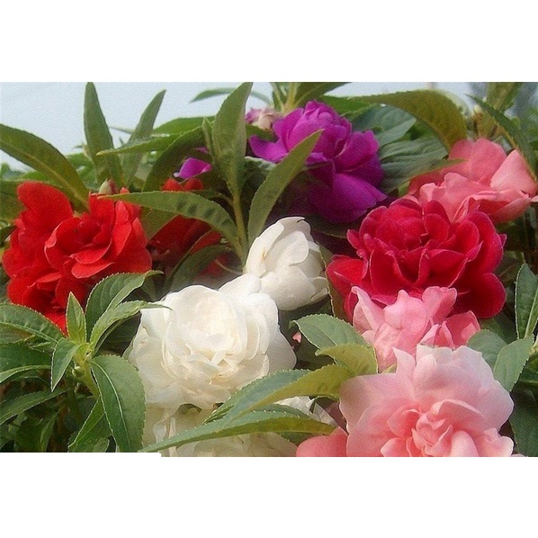 เมล็ดดอกเทียนซ้อนคละสี จำนวน 200 จำนวน 1 ซอง
