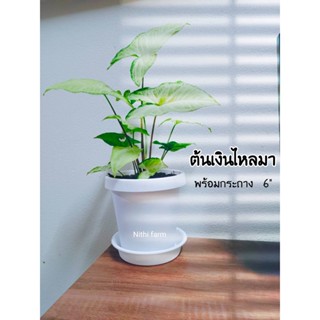 ต้นเงินไหลมา (Syngonium )ต้นไม้ฟอกอากาศ พร้อมชุดกระถางขาวมินิมอล