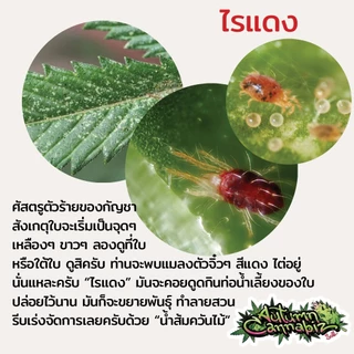 น้ำส้มควันไม้ แท้100% กำจัด ขับไล่ ไรแดง เพลี้ยไฟ แมลง ศัสตรูพืชอื่นๆ กลั่นเอาน้ำมันดินออก สูตรเข้มข้นยังไม่ผสมน้ำ 500ml