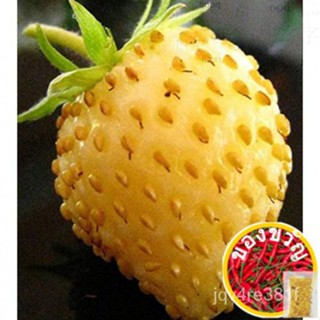 David S Garden Seed Fruit Strawberry Yellow Magic 3119 (สกัดเซาะ) 50ดอก/ดอกไม้/ดอกไม้/หมวก/ผู้ชาย/ 2A89