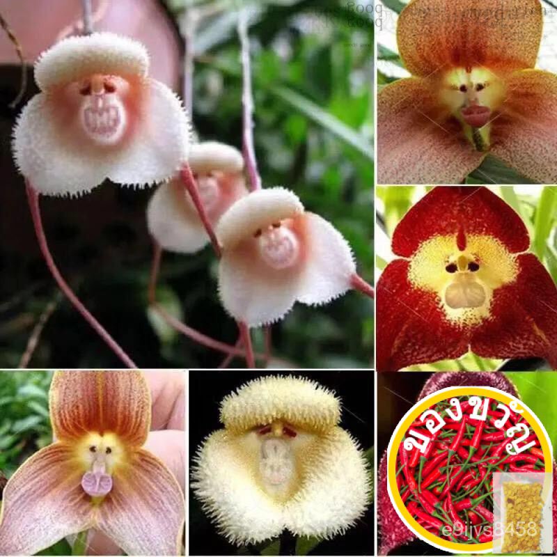 ◾, พลู, เซล็ตต์, Monkey Face Orchid SEED, Monkey Face Orchid seeds, SEED, house/ หม้ม/ออร์แกน LCG1