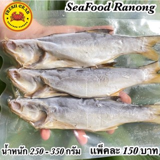 ปลากุเลา 250กรัม/เเพ็ค