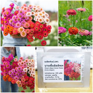 （คุณภาพสูง เมล็ด）เมล็ดพันธุ์ บานชื่นลิลลิพุท คละสี (Mixed Lilliput Zinnia Flower Seed) บรรจุ /ง่าย ปลูก สวนครัว /ดอก CES