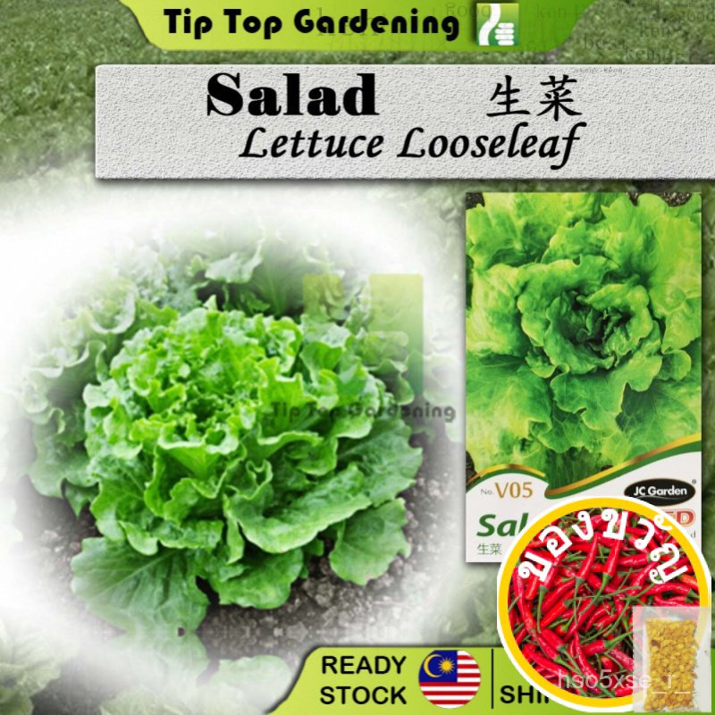 V05เมล็ดพันธุ์บวบรังบวบ JC เมล็ดธัญพืช HNIL