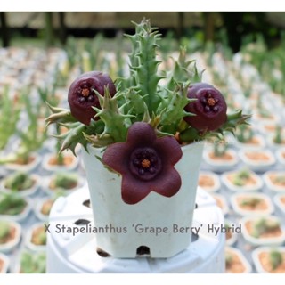 เก๋งจีน X Stapelianthus ‘Grape Berry’ Hybrid