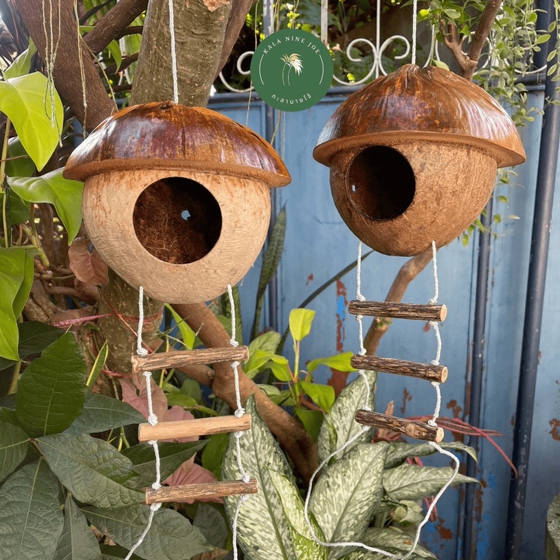 (พร้อมส่ง)🪜🥥 บ้านนก หนู ซูการ์ กระรอก แบบมีบันได ขนาดใหญ่  (คว่ำ/หงาย) / กะลานายโจ้ - รูปที่ 3