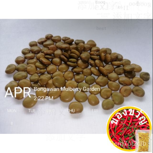 BMG Quality sengkuang vegetables 10pcs/ขึ้นฉ่าย/ เซียริง/ดอกไม้/มักกะโรนี/ โปโล/seeds/เด็ก/เมล็ดพืช/