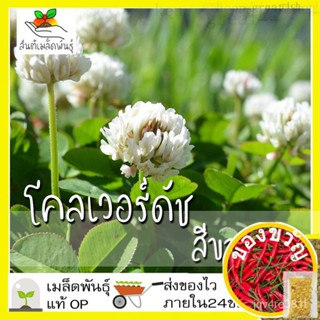 เมล็ดพันธุ์ โคลเวอร์ดัช สีขาว 500 เมล็ด White Dutch Clover เมล็ดพันธุ์แท้ นำเข้าจากต่างประเทศ ปลูกผัก สวนครัว ถูกดีดอกไม