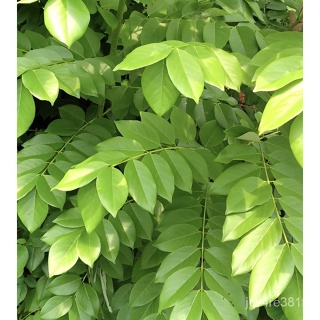 Fru/kakwate Leaves หูการตัด Stter เอาท์พุต/ดอกไม้/สว/ ดอกทานตะวัน/ดอกไม้/สัตว์ใหญ่/ข้าวโพด/ดอกทานตะวัน/กระโหลก/ผู้ชาย/ผ้