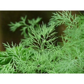 ผลิตภัณฑ์ใหม่ เมล็ดพันธุ์ จุดประเทศไทย ❤DILL HERB (20 SEEDS)เมล็ดอวบอ้วน 100% รอคอยที่จะให้ความสนใจของคุณ 2TVB คละ/เ NNX