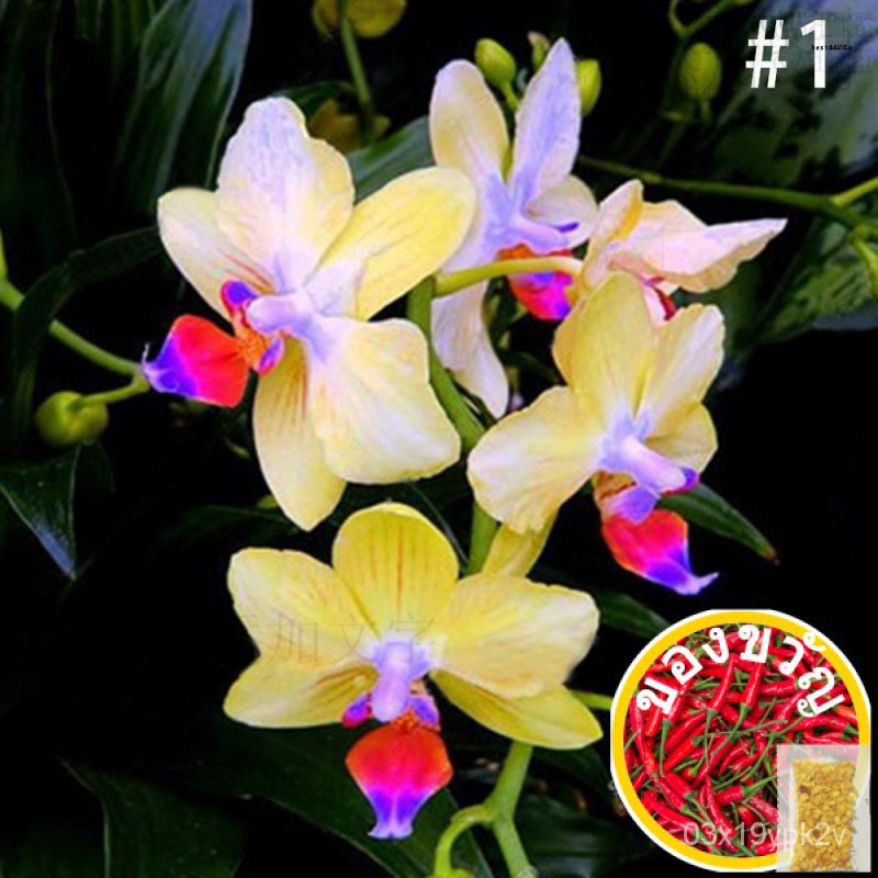 100 Cymbidium Fru/biji Bunga Orkid Bunga ขนาดใหญ่ Ym LYYG