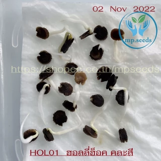 เมล็ดพันธุ์ฮอลลี่ฮ็อค คละสี 420 เมล็ด ฮอลลี่ฮ็อค ดอกซ้อน / ฮอลลี่ฮ็อค แคระ HollyHock Mix