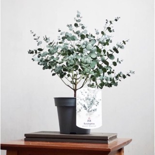 ส่งฟรี Kerry ยูคาลิปตัส 🌿  Eucalyptus " Silver Dollar " นำเข้า ใบอมฟ้าสวยมากค่ะ เลี้ยงปรับภาพแข็งแรง  - สำหรับ  แต่ง บ้า