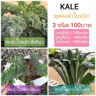 ผลิตภัณฑ์ใหม่ เมล็ดพันธุ์ 2022เมล็ดอวบอ้วน ผักเคล KALE ชุดผักเคล3ชนิด เคลเขียว,เคลม่วง,ไดโนเคลเมล็ดอวบอ้วน 100% /ดอก ZGI