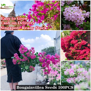 100เงินสเตอร์ลิง Bougainvillea เมล็ดดอกไม้ Stings/ดอกไม้/ก QNS8