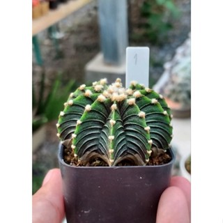 gymnocalycium LB2178 ไม้เมล็ดดอทฟู 2"