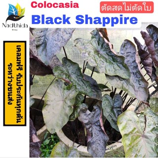 Colocasia Black Shappire ตัดสด ไม่ตัดใบ โคโลคาเซีย เเบล็ค เเซพไพร์