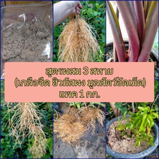 สูตรผสม3สหายเร่งราก,เร่งยอด,บำรุงต้น บำรุงใบ (เกลือจืด+ฮิวมัส+มูลสัตว์ผสมอัดเม็ด)