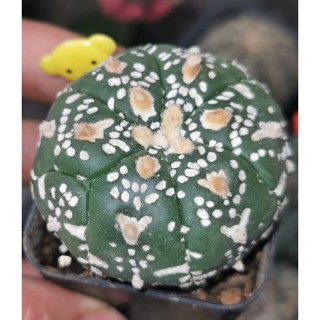 แอสโตรไฟตั้ม วี  #แคสตัส castus​ astrophytum แอสโตร แอสโตร​ไ​ฟตั้​ม แอสโตรไฟตัม กระบองเพชร แอสโตรวี super