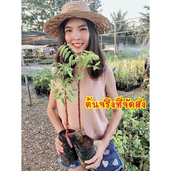 #สะเดามันทวายขาวผ่อง /ออก2 รอบต่อปี /เสียบยอด /ถ่ายจากสินค้าจริง/7-8เดือนออกดอก