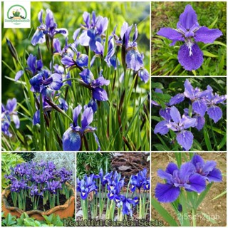 （คุณภาพสูง เมล็ด）เมล็ดดอกไม้สวย บอนสี 100 เมล็ด Blue Iris lactea Seeds ไม้ประดับ บอนไซ เมล็ดด/ง่าย ปลูก สวนครัว /สวนครัว